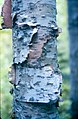 Closeup of Silver Birch bark