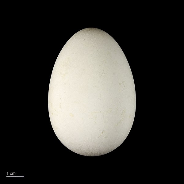 Файл:Calonectris diomedea MHNT.ZOO.2010.11.41.6.jpg