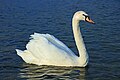 Un cisne es un ave acuática de gran tamaño, perteneciente a la familia Anatidae. Los cisnes se aparean de por vida. El número de huevos que ponen varía entre individuos y especies. Por Sanchezn.