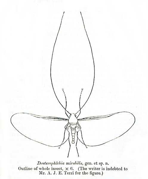 Файл:DeuterophlebiaMirabilis.jpg