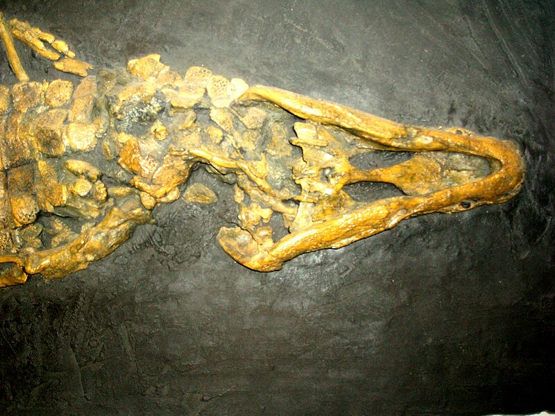 File:Diplocynodon darwini.JPG