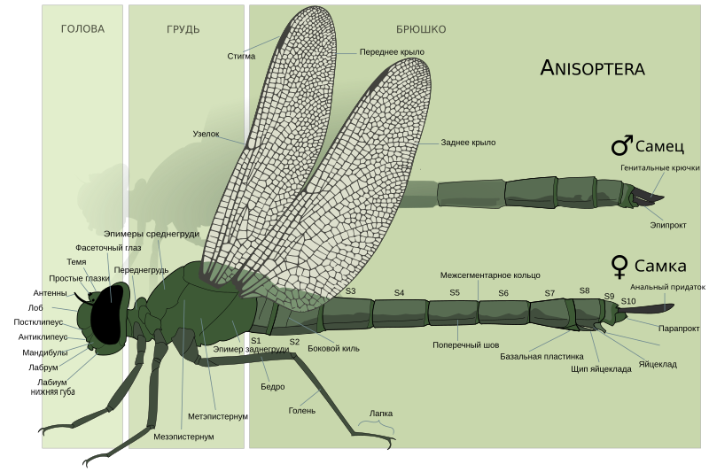 Файл:Dragonfly anatomy Rus.svg