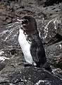 Image 55Galápagos penguin on Bartolomé Island (from Galápagos Islands)