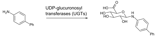 File:GlucuronidationBiphenylAmine.svg