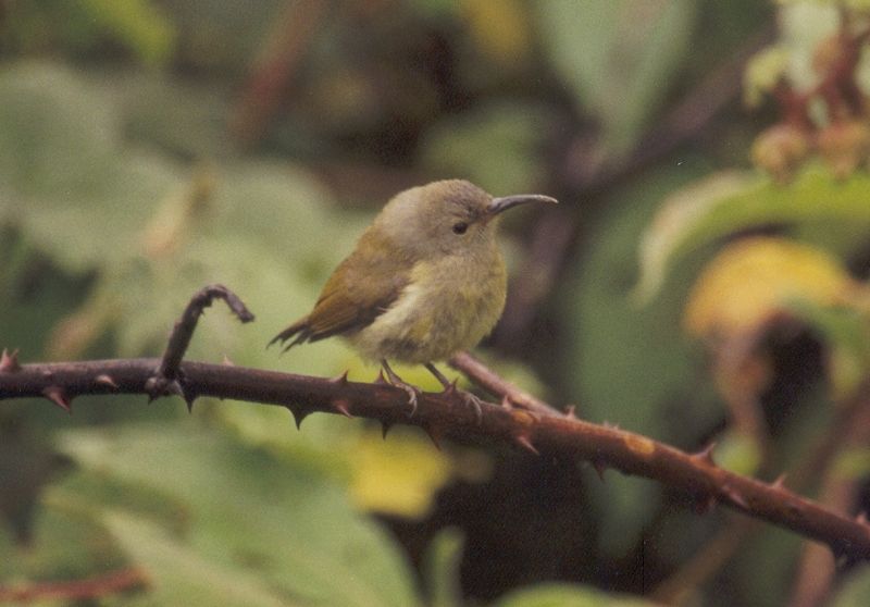 Файл:Green tailed Sunbird.jpg