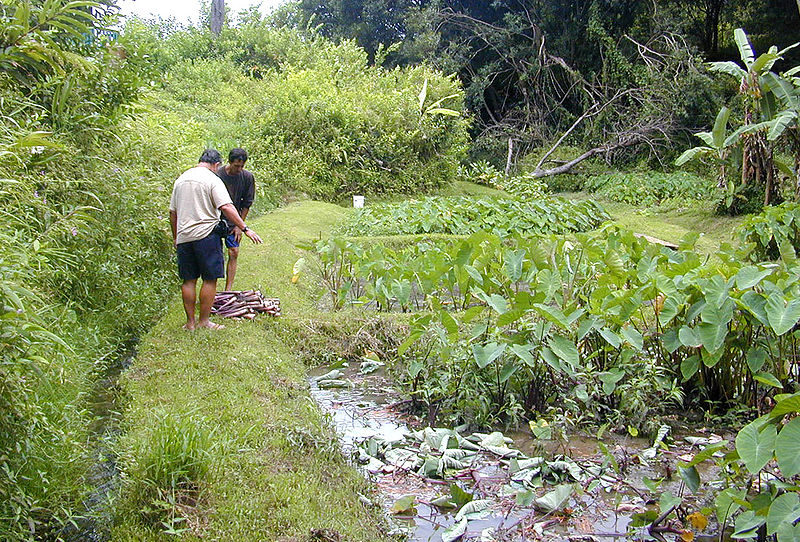 File:Kalo Loi Harvest.jpg