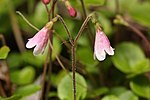 Miniatura para Linnaea borealis