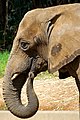 African elephant