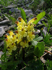 Pedicularis oederi.JPG