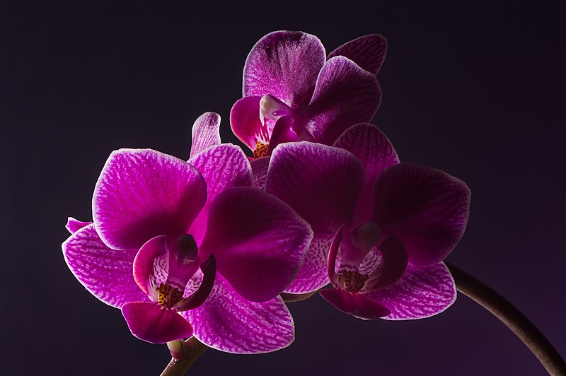 File:Phalaenopsis Cultivar Mini 01.jpg