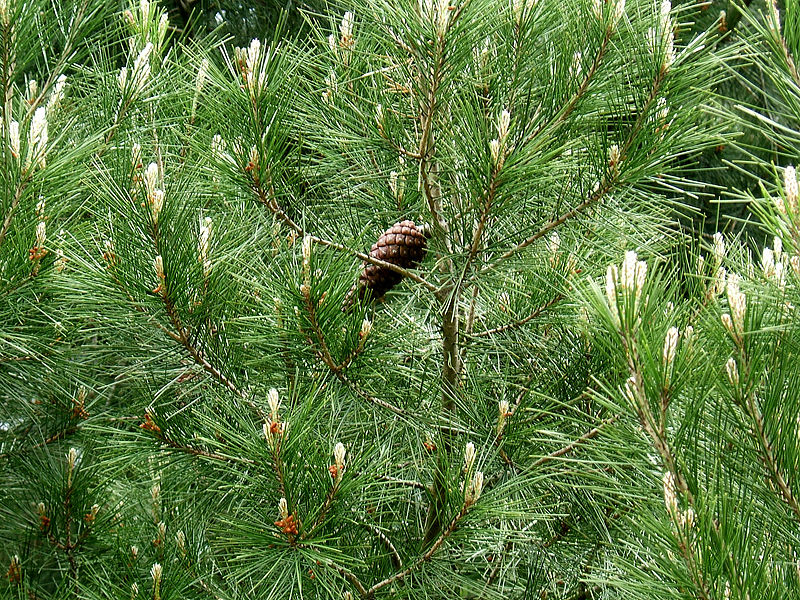 Archivo:Pinus halepensis foliage.jpg