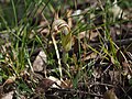 Thumbnail for Pterostylis truncata