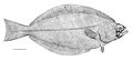 Greenland halibut, Reinhardtius hippoglossoides