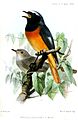 Illustration of Hodgson's redstart by Joseph Wolf (1854)