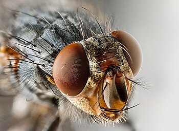 Fly portrait