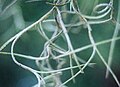 Close-up of Spanish moss.