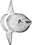 Ocean sunfish