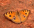 Peacock Pansy (Junonia almana) @ Bangalore, India.