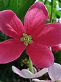 Flowers: small, cream calyx surrounded by large pink petals