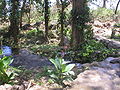 A river in Ometepe