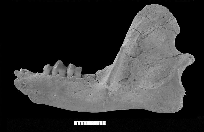 File:Abdounodus hamdii left dentary.jpg