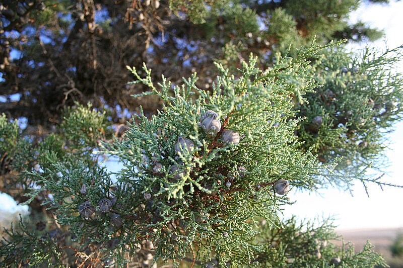 File:Actinostrobos arenarius fruits murchison.JPG