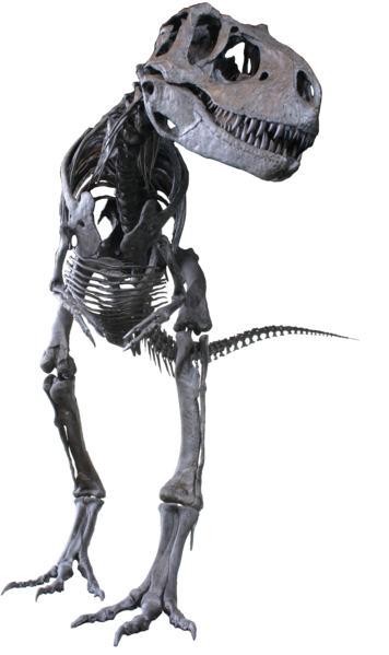 Archivo:Albertosaurus Clean.png