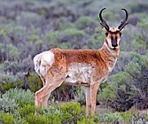 Brown pronghorn