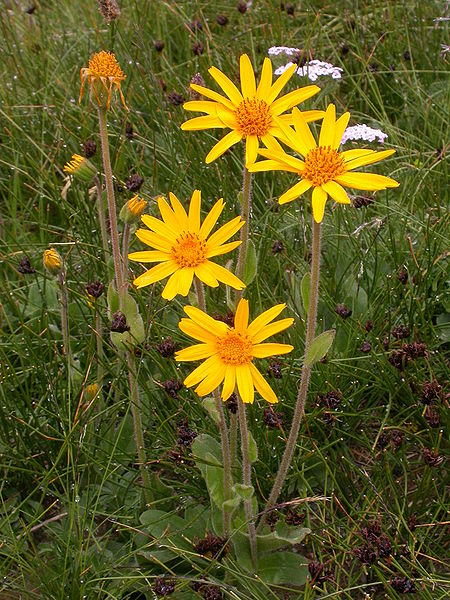 File:Arnica montana.JPG