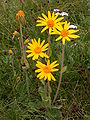 Arnica montana (Leopard's bane)