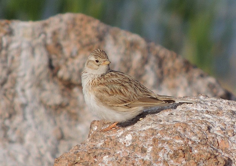 Файл:Calandrella cheleensis.JPG