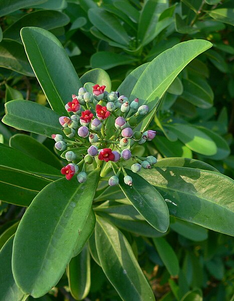 File:Canella winterana Guadeloupe (cropped).JPG