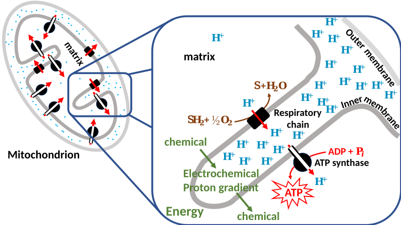 File:Chemiosmotic coupling mitochondrion.svg