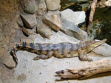 Crocodylus cataphractus faux-gavial d'Afrique2.JPG