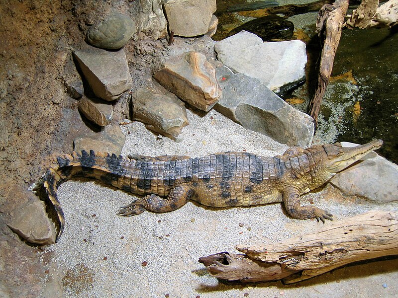 File:Crocodylus cataphractus faux-gavial d'Afrique2.JPG