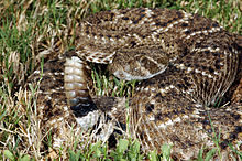 Crotalus atrox (2).jpg