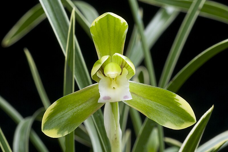 File:Cymbidium goeringii 'Setsuzan'.jpg