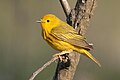 A male Yellow warbler.