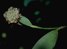 Elleanthus cephalotus - pl.jpg