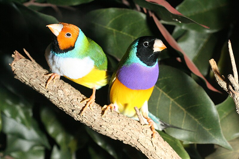 File:GouldianFinches.jpg