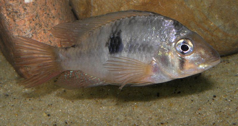 File:Gymnogeophagus meridionalis (2).JPG