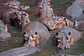 Pod of hippopotamuses in the park.