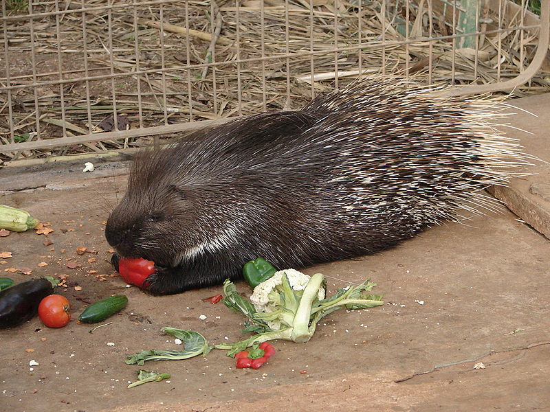 File:Indian Crested Porcupine.JPG