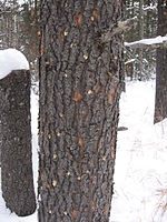 A lodgepole pine tree infested by the mountain pine beetle, with visible "pitch outs".