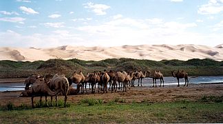 Camellos bactrianos en el desierto de Gobi.