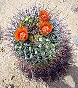 Orange flowering barrel cactus is very common in the Mojave Desert.]]