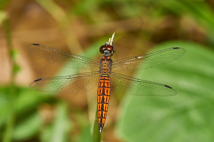 Самец настоящей стрекозы Lyriothemis acigastra[англ.]