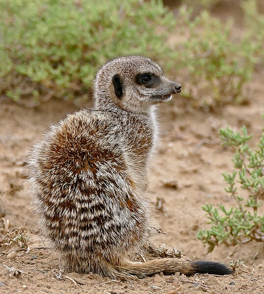 File:Meerkat (Suricata suricatta) (32993685706).jpg