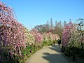 Weeping Japanese Apricot