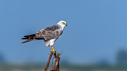  Pallid Harrier Adult Male